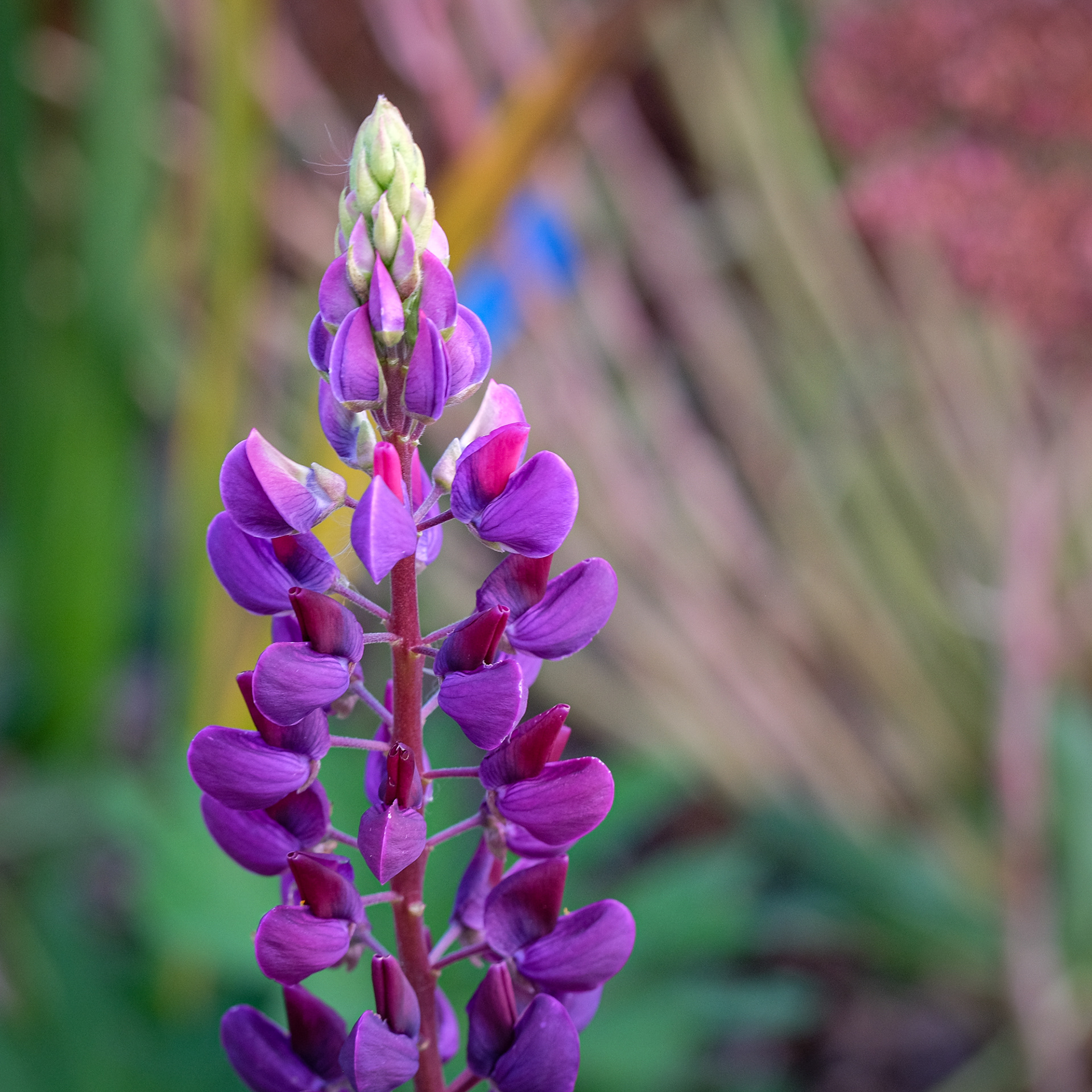crazy mixed up lupine