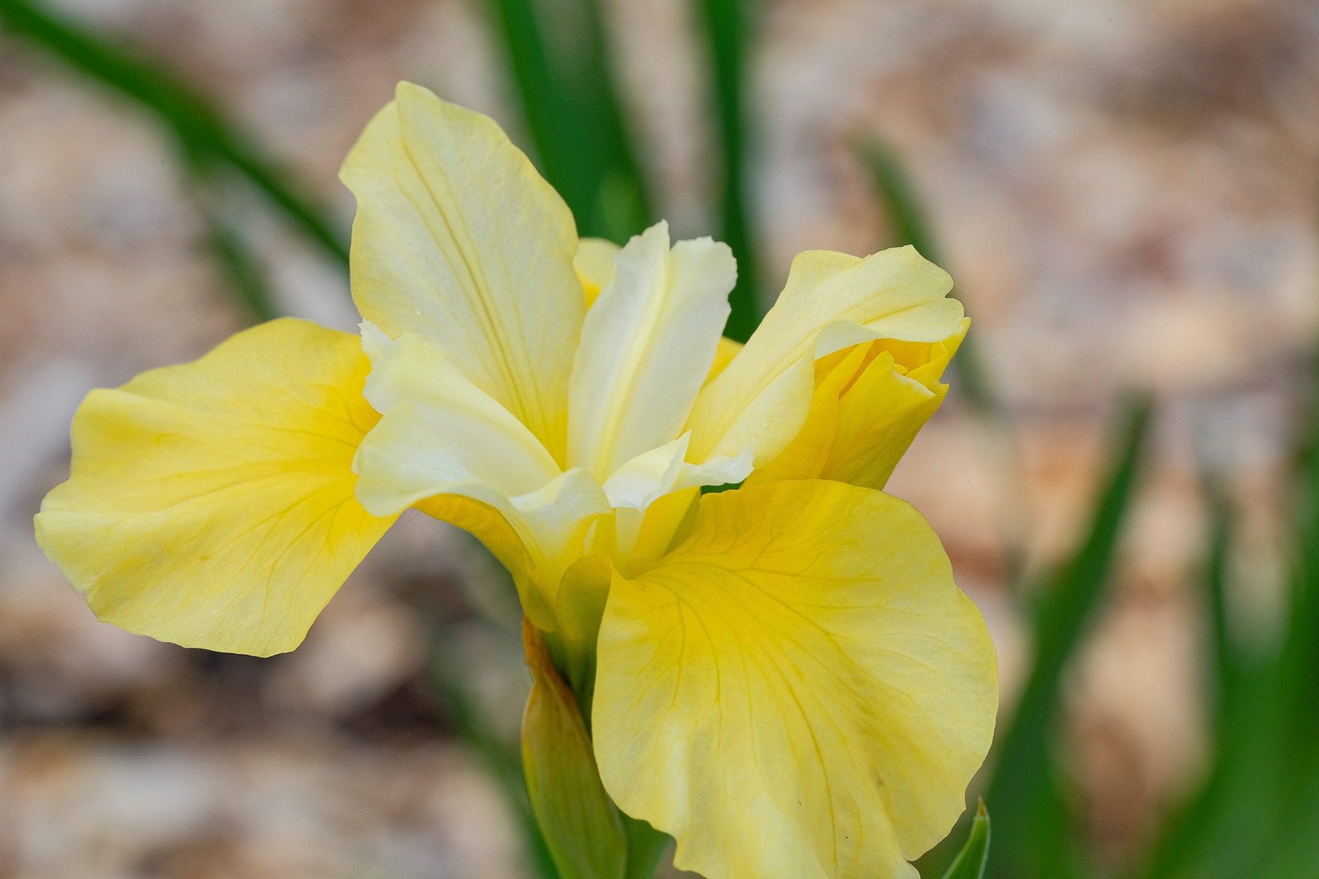 Siberian iris seedling from Schafer/Sacks (S21-12D)