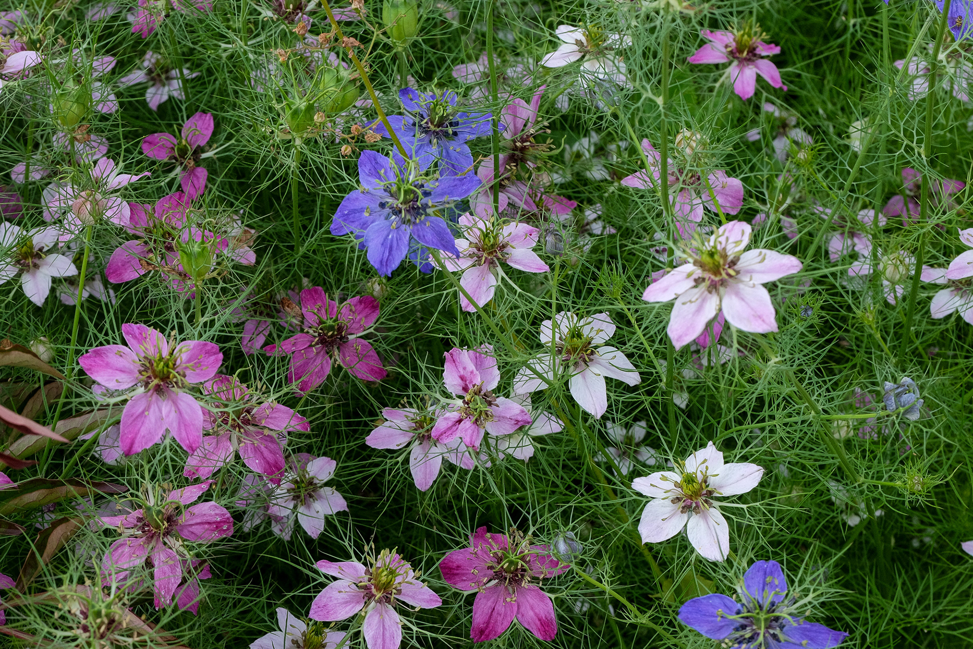 nigella