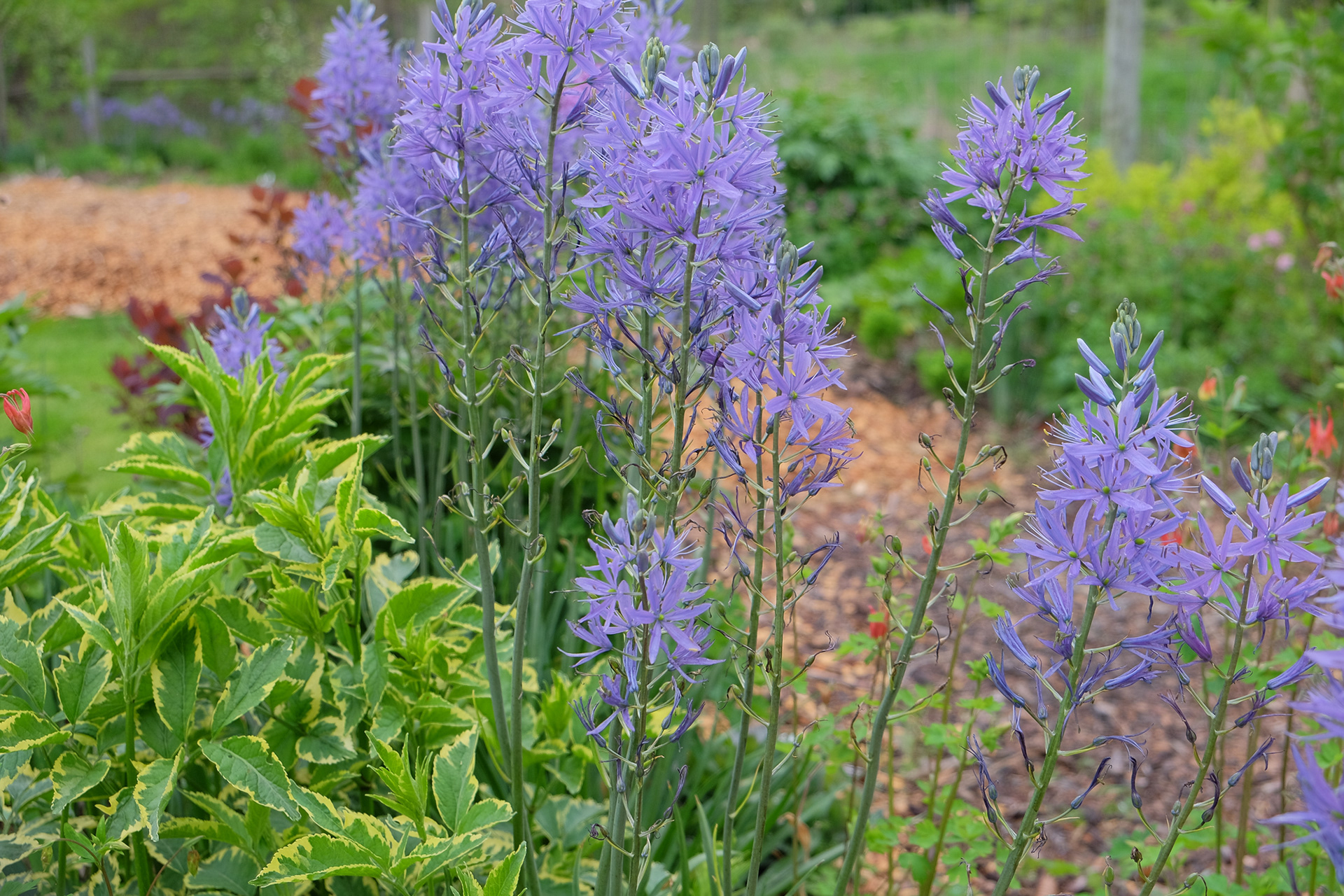 Camassia leichtlinii Caerulea