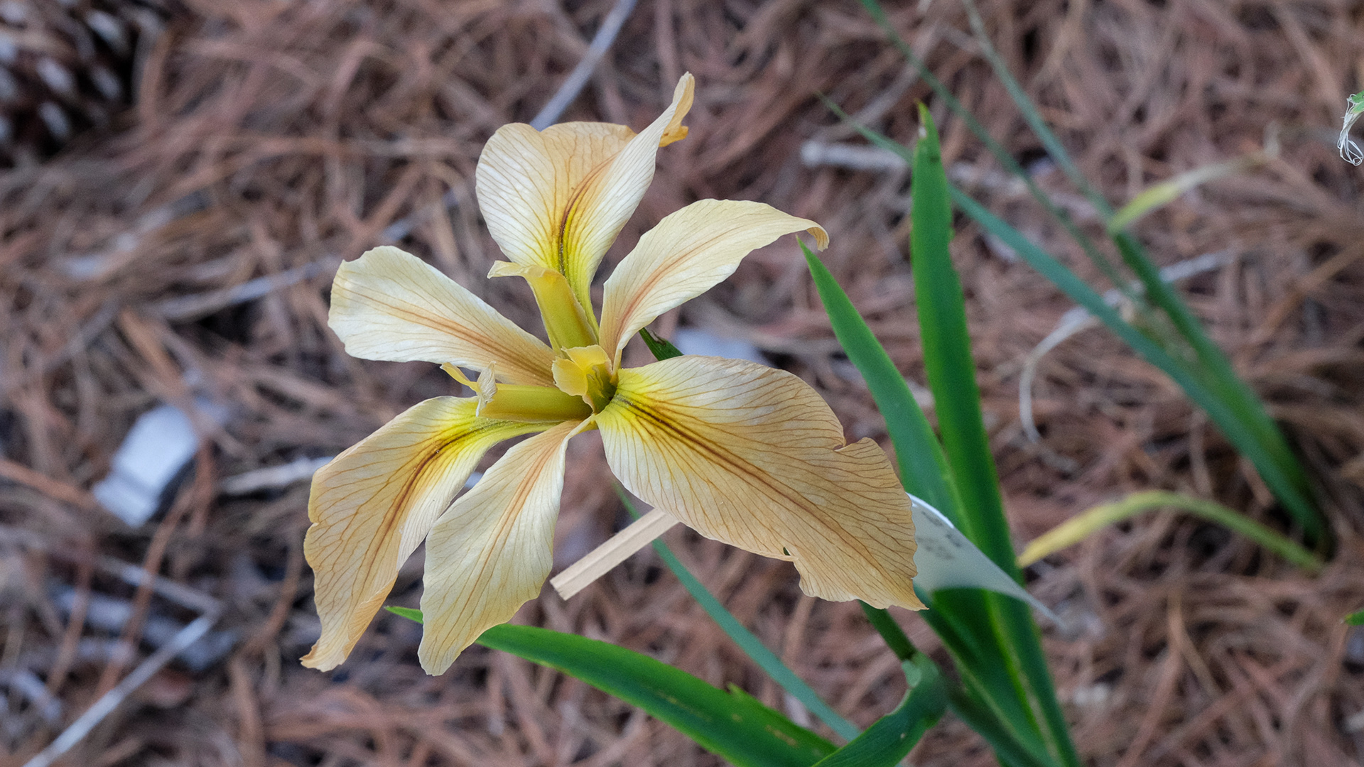 Louisiana iris 'Brown Recluse'