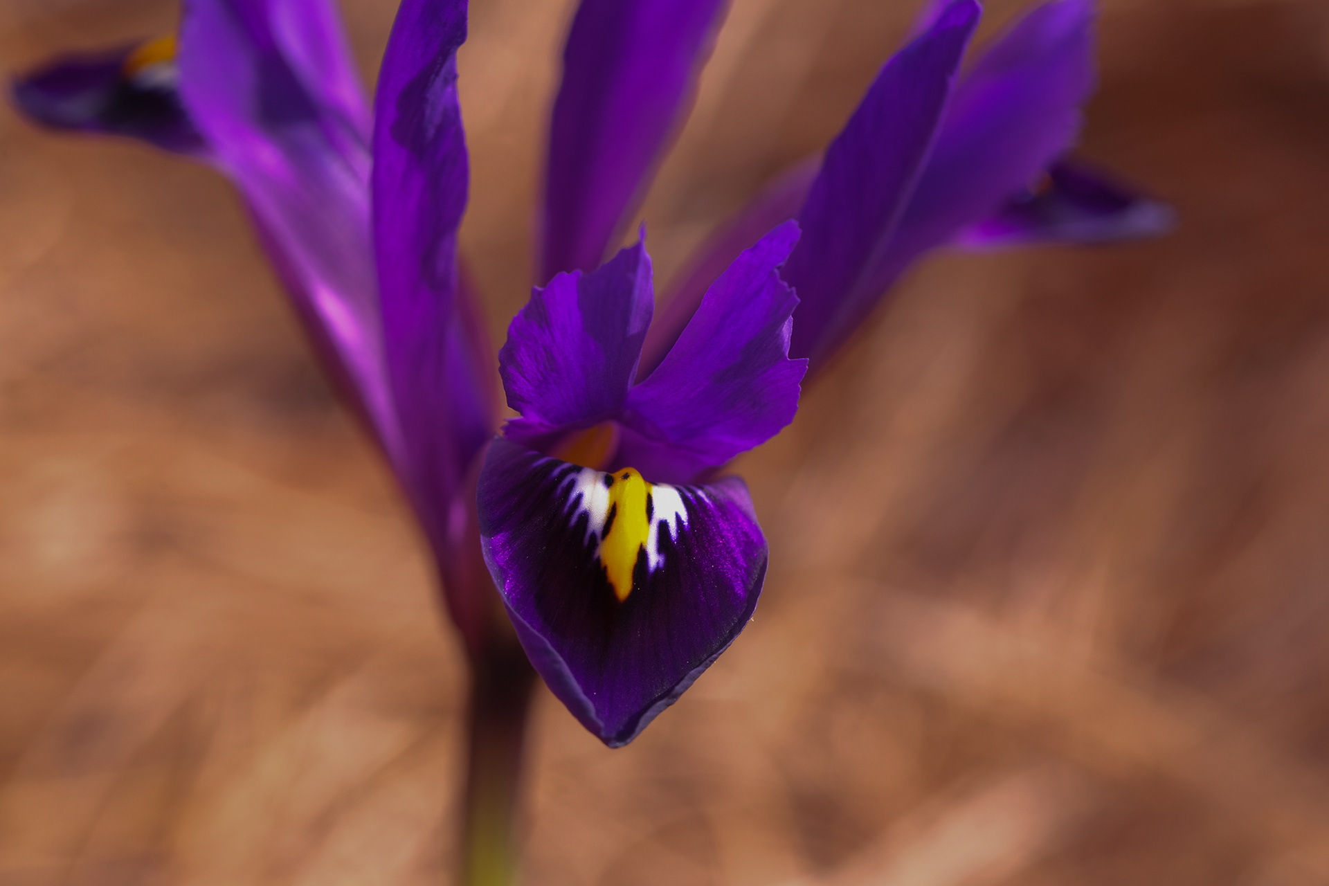 iris reticulata