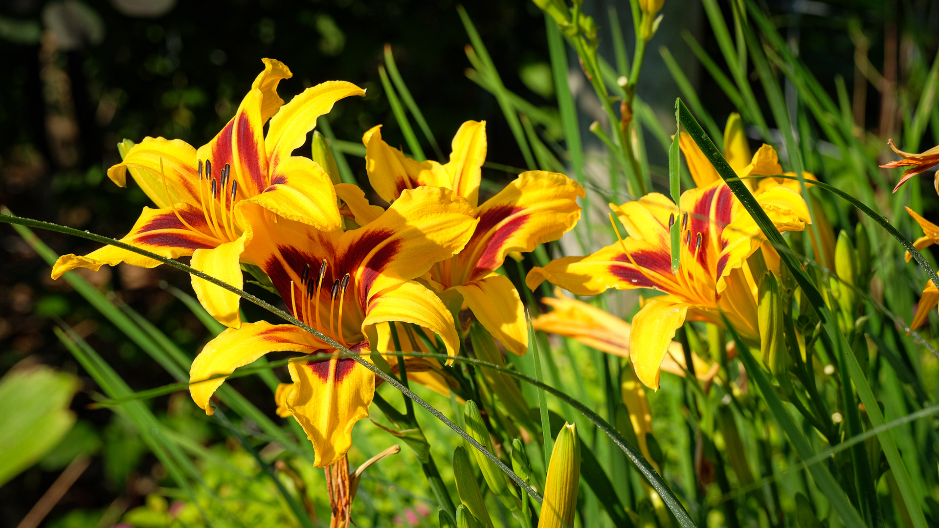 hemerocallis, daylily