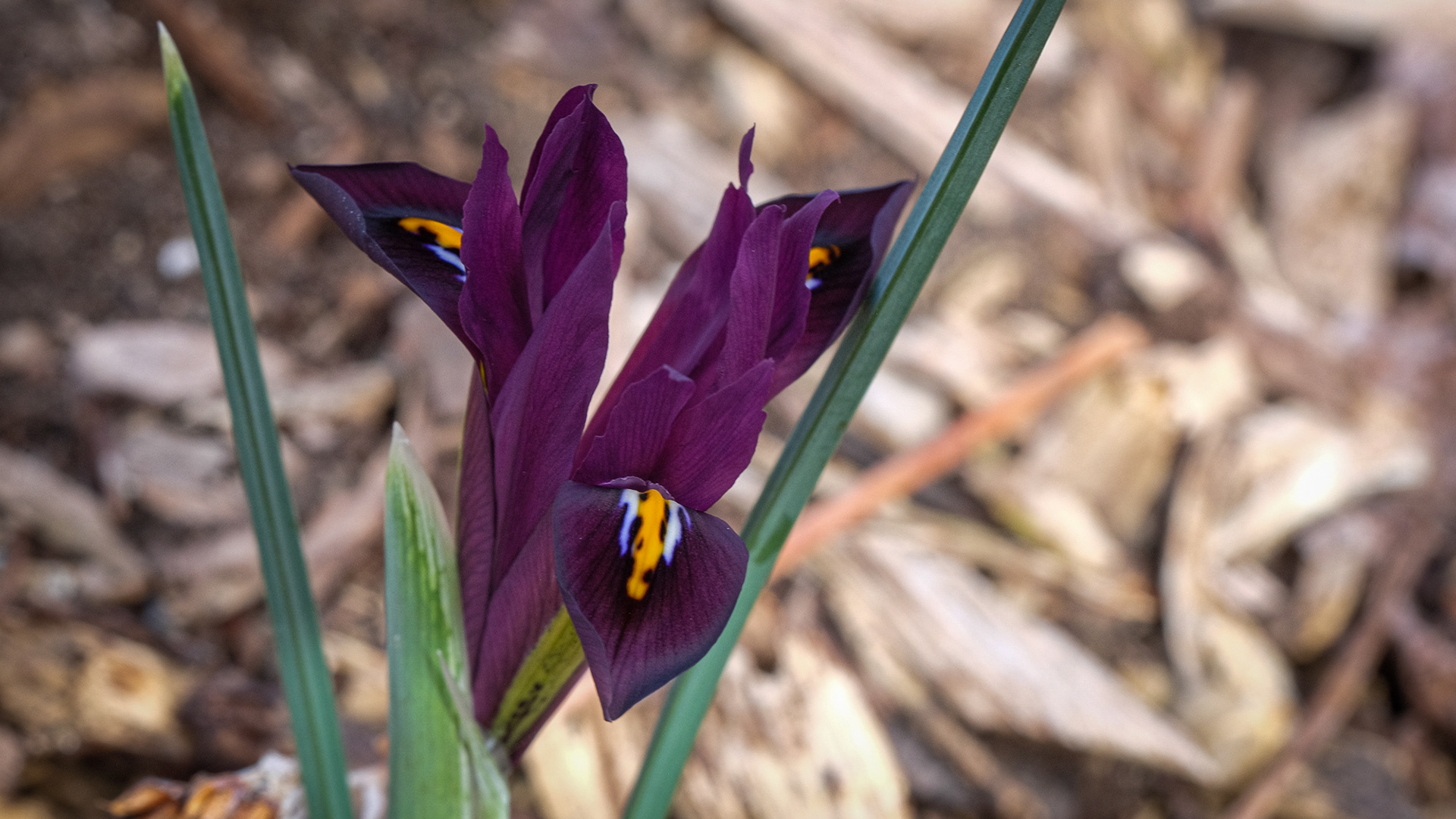 iris reticulata