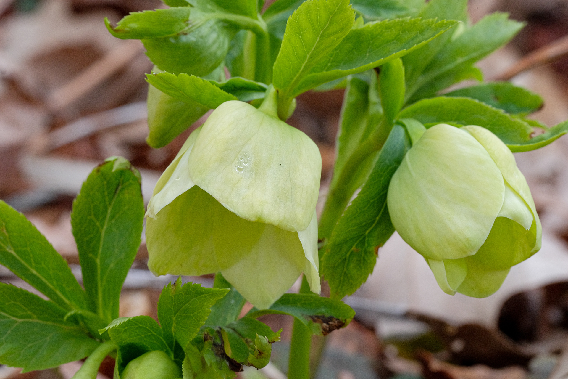 hellebore
