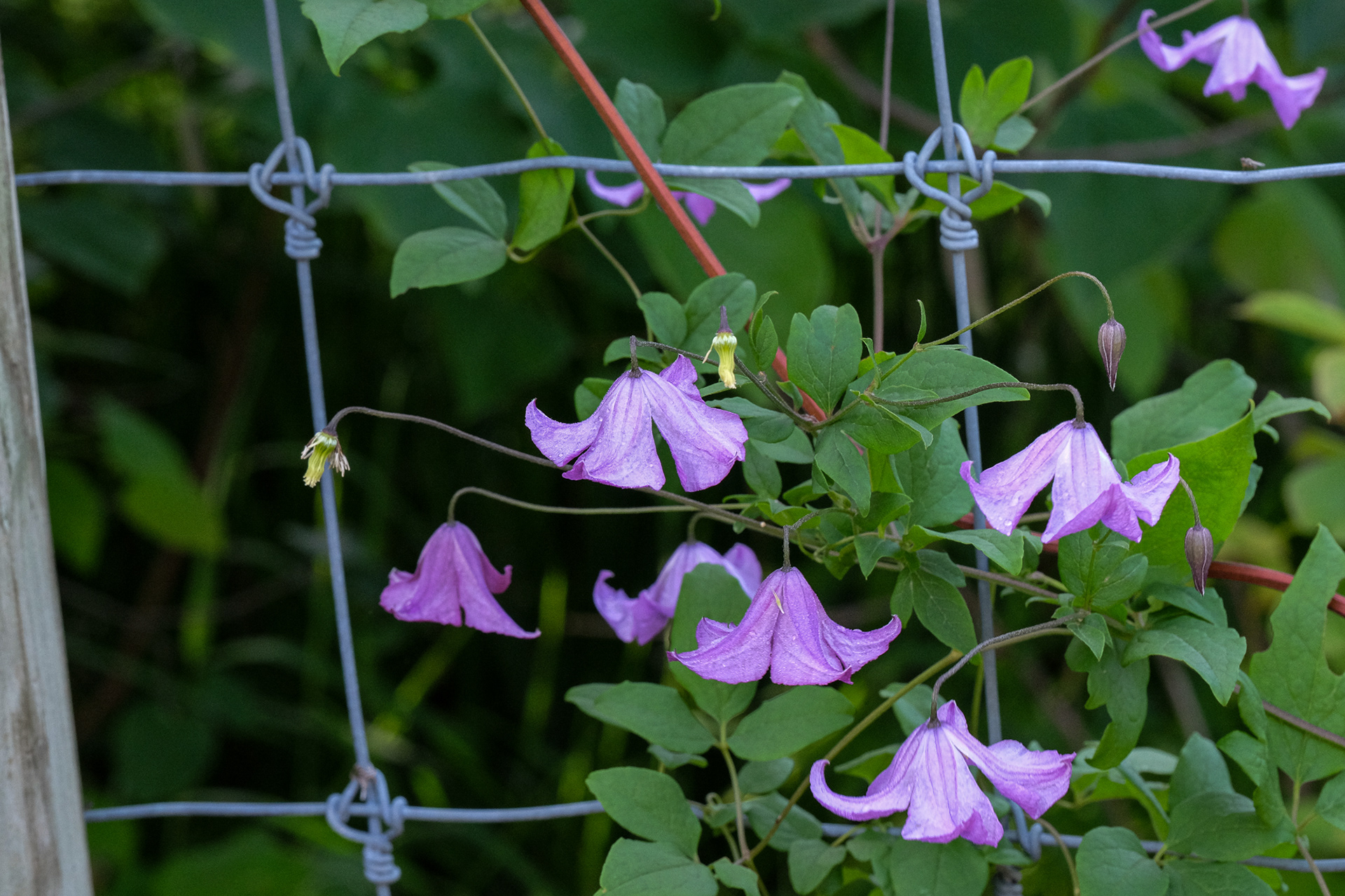 clematis