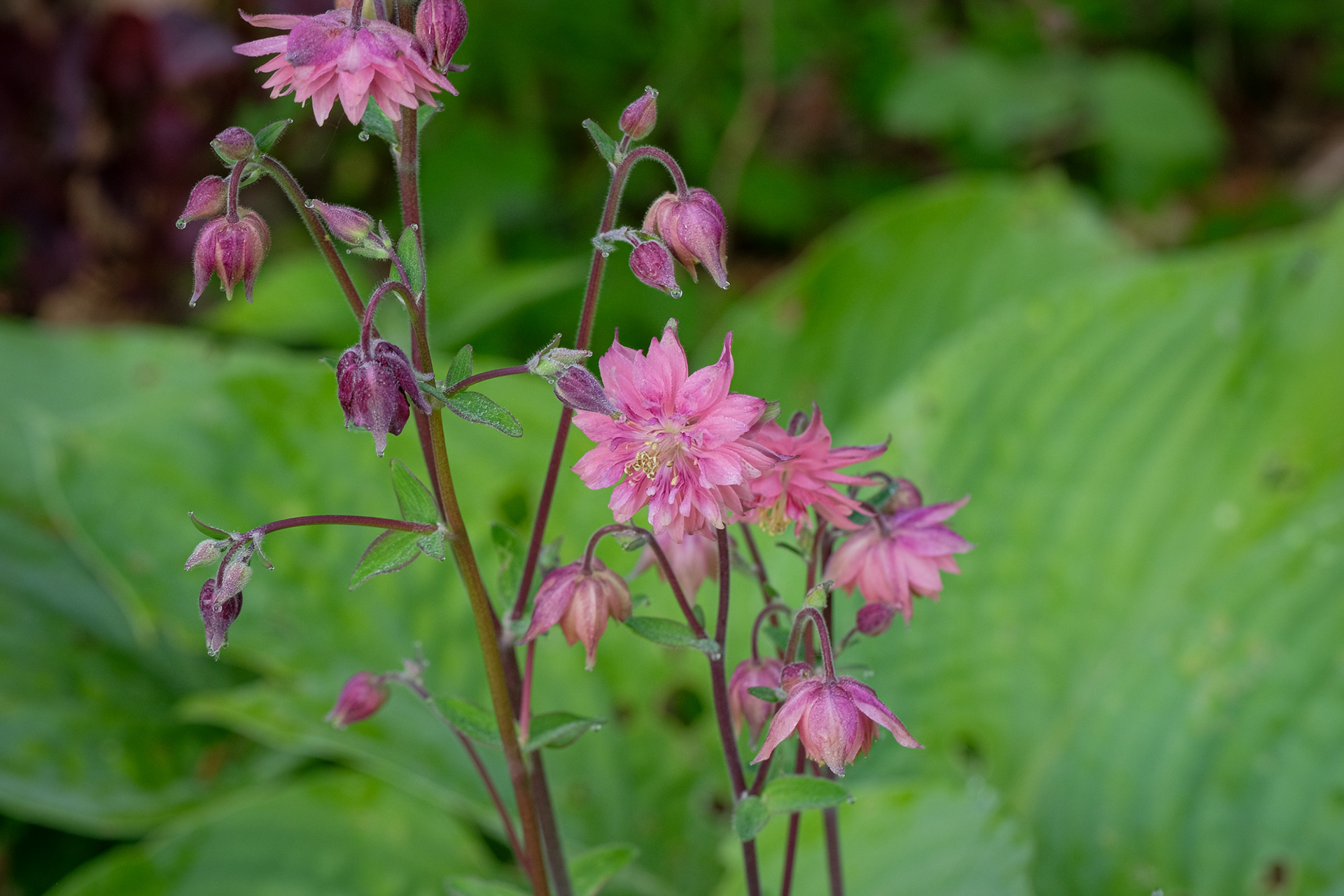 columbine barlow mix