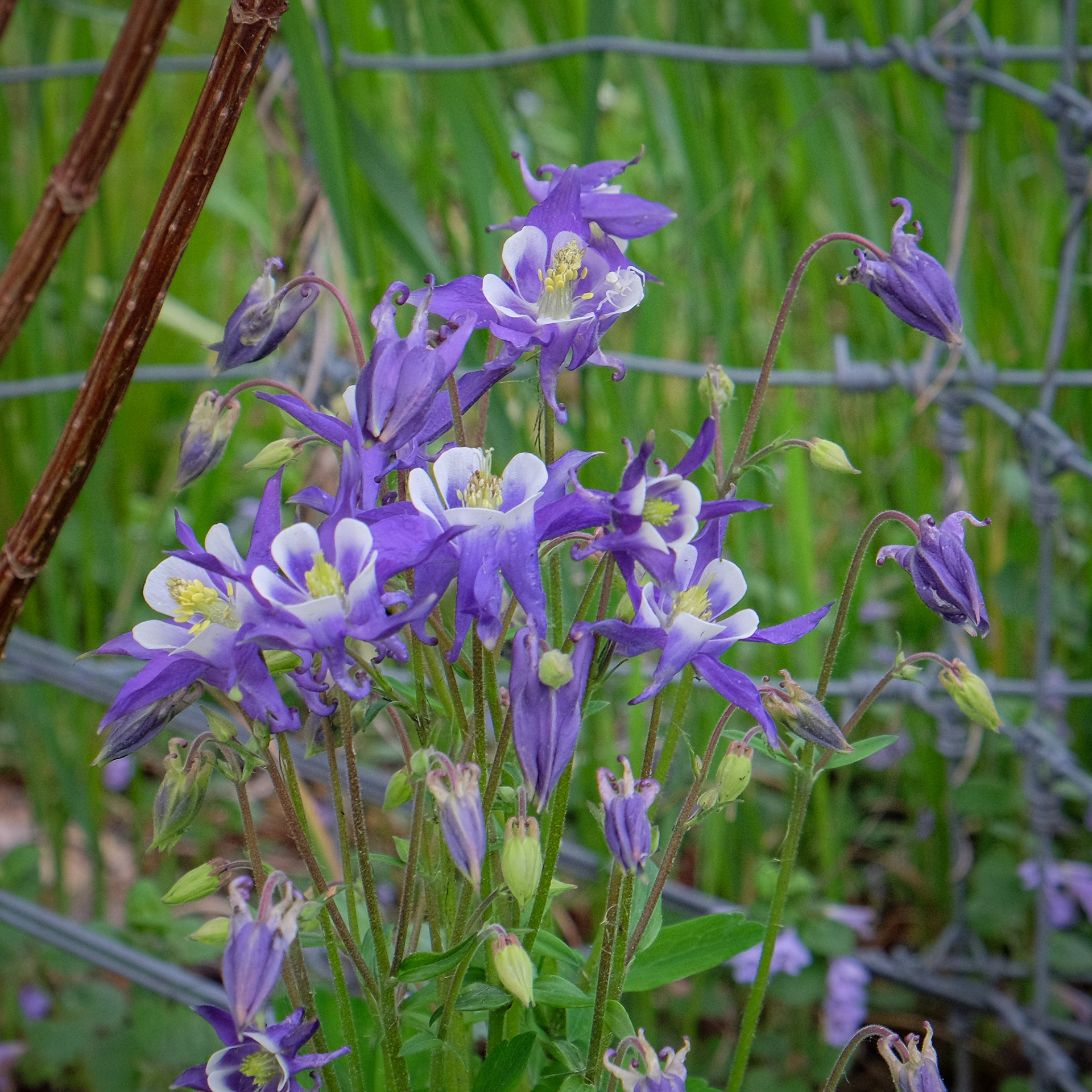 aquilegia vulgaris