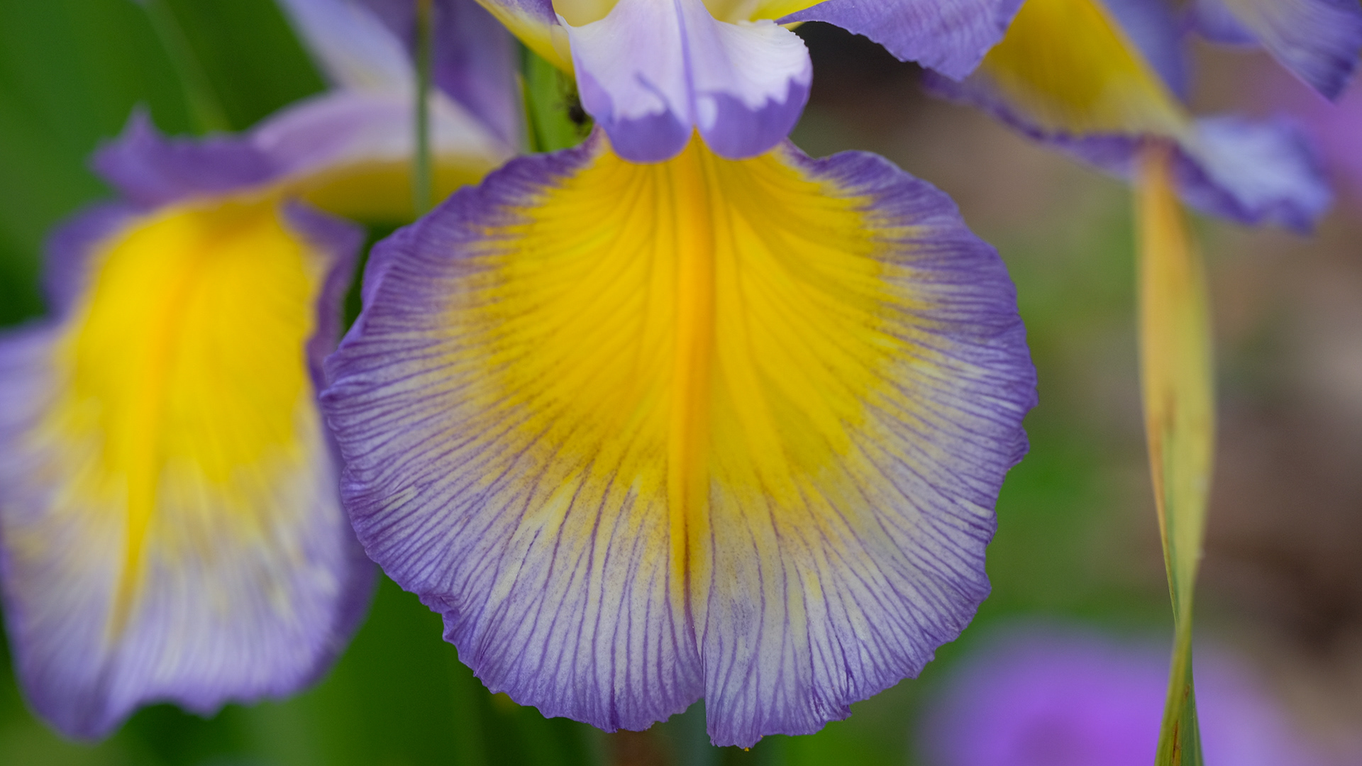 iris spuria