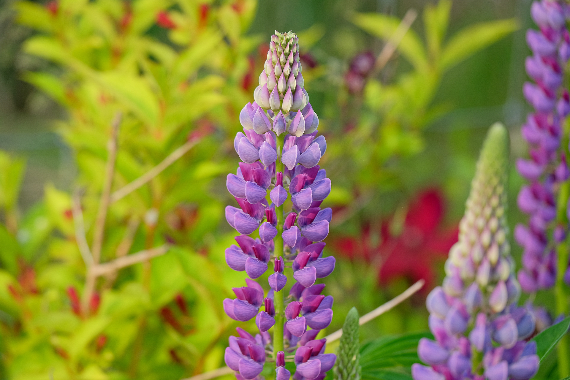 lupine