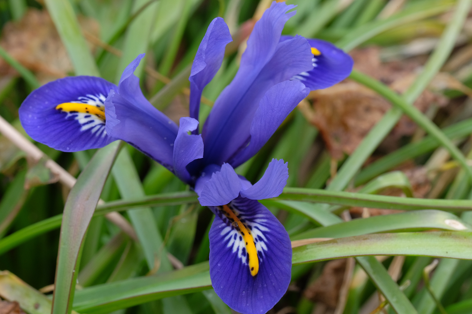 iris reticulata