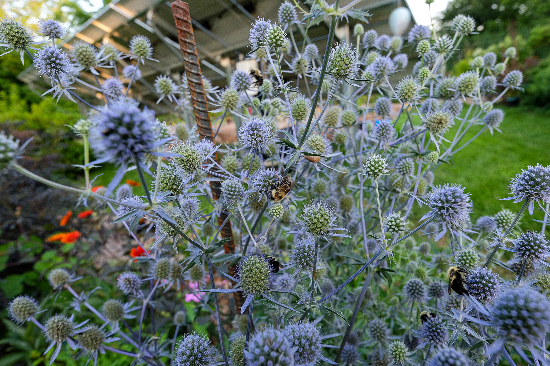eryngium planum
