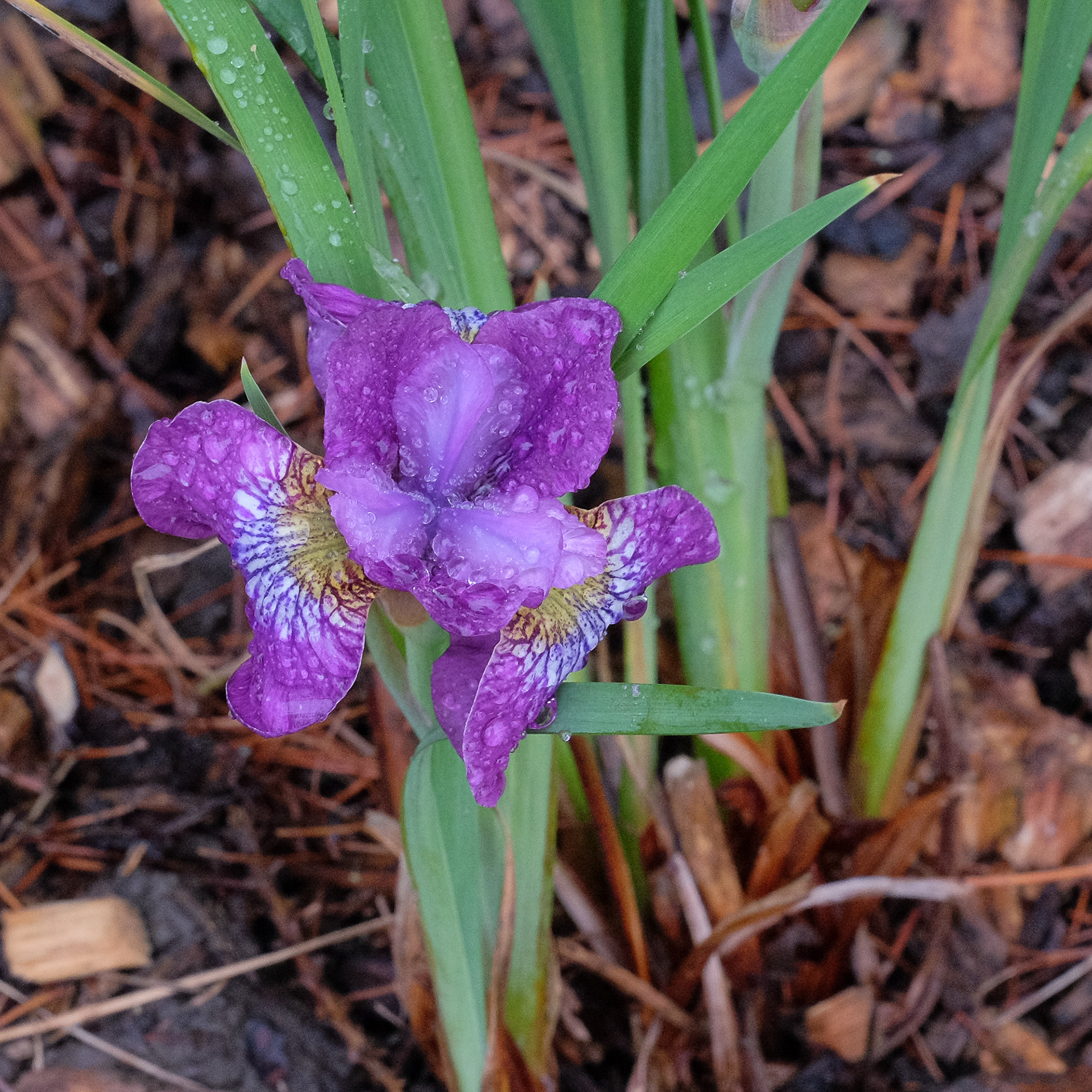 'Crimson Cloisonne' (J. Terry Aitken, R. 2005)
