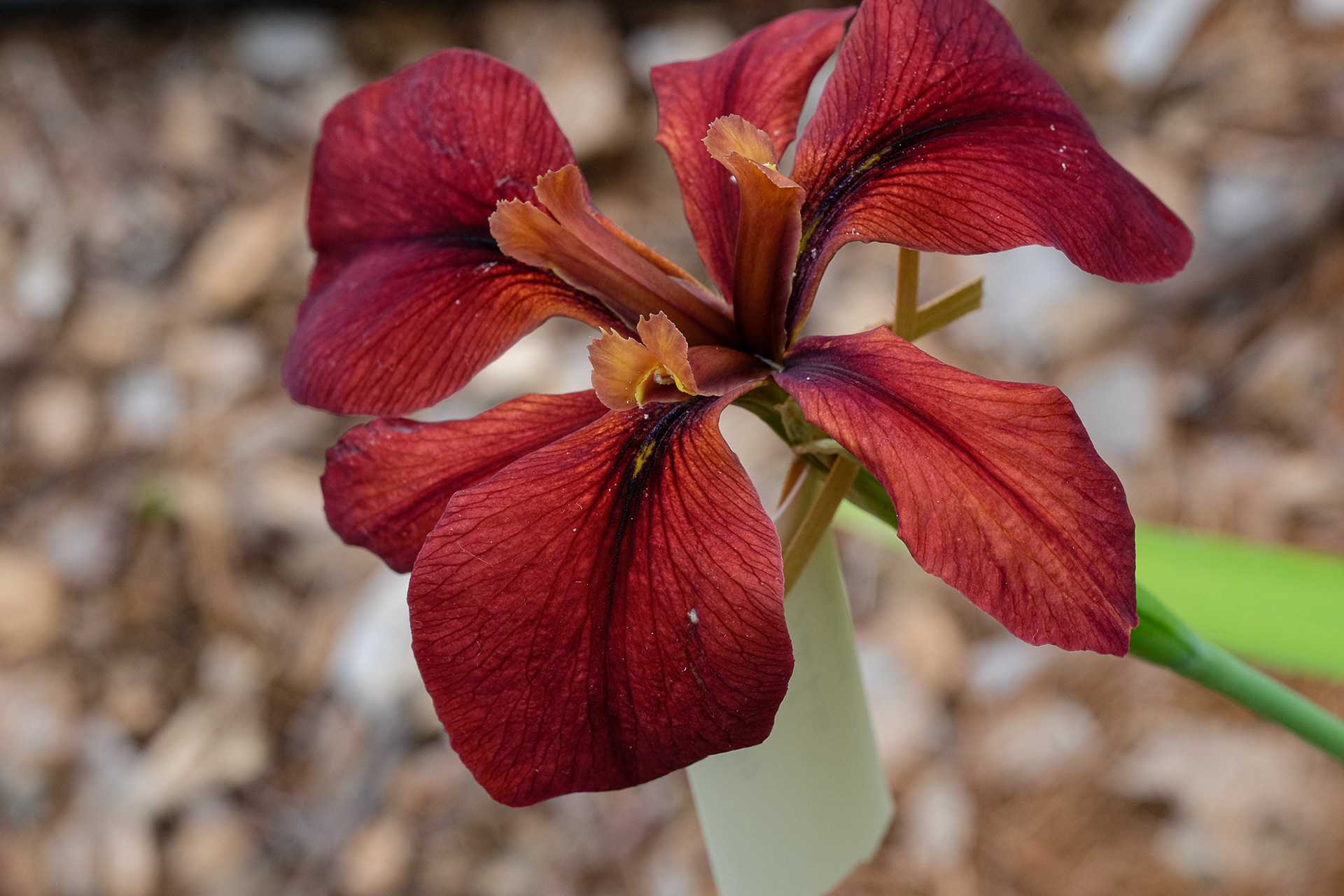 'Red Echo' (Henry Rowlan, R. 1983)