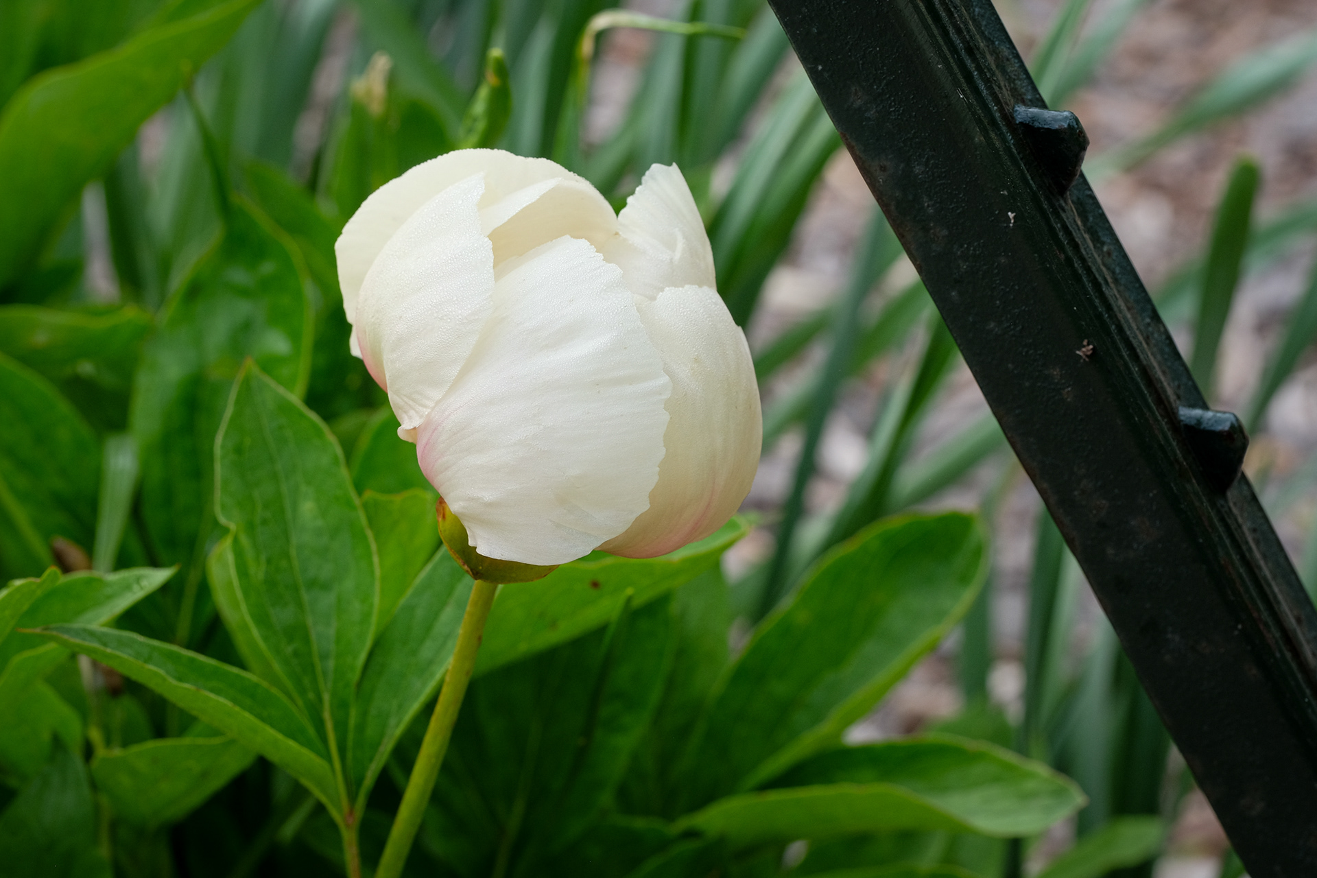 peony 'Athena'