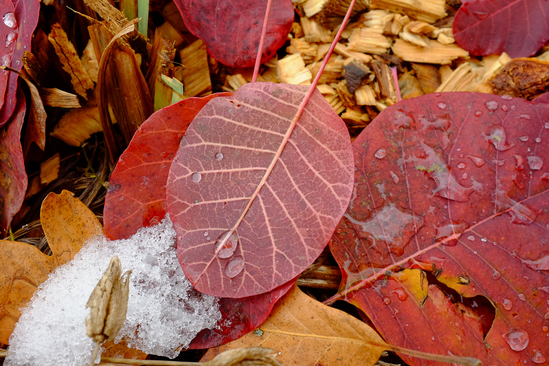 Purple Smokebush, Cotinus coggygria 'Royal Purple'