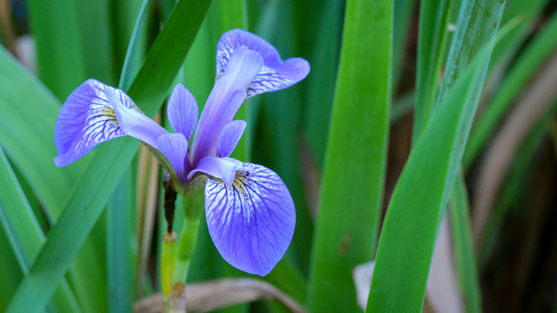 iris versicolor