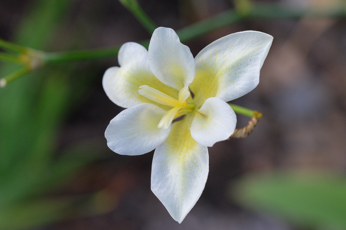 iris norrisii