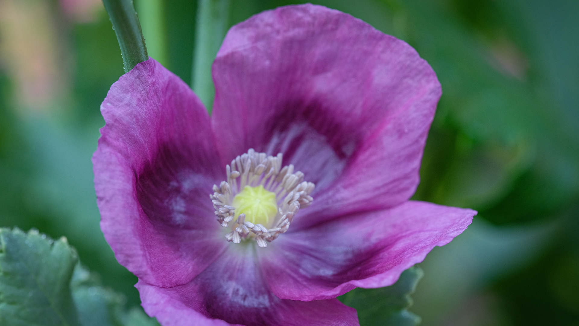 poppy, papaver somniferum