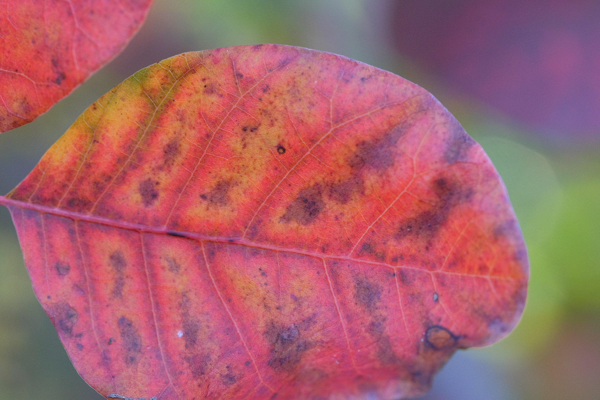 cotinus, purple smoke bush