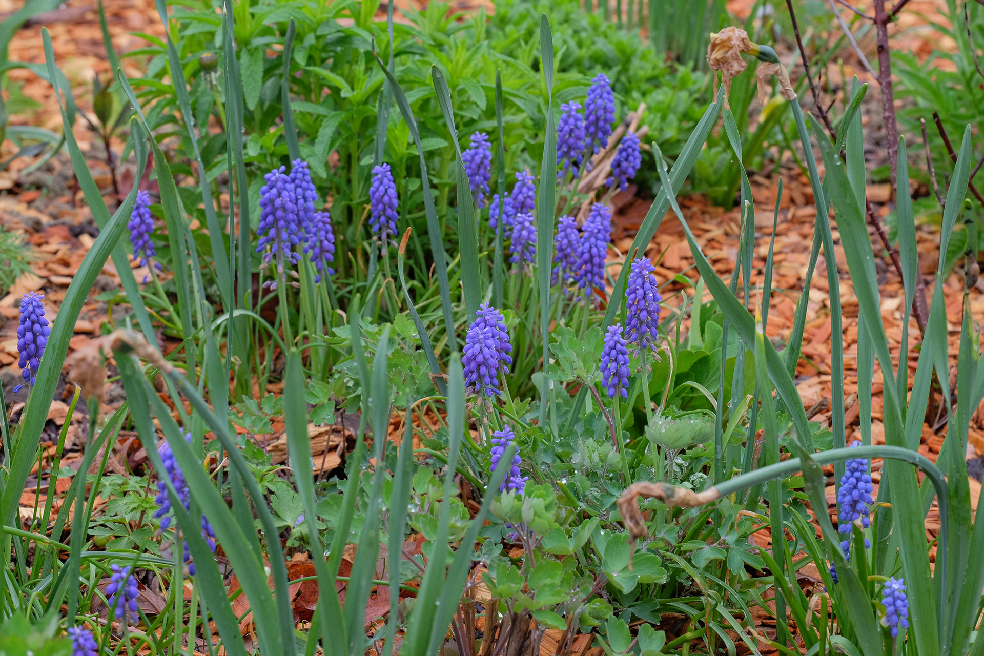 Muscari armeniacum