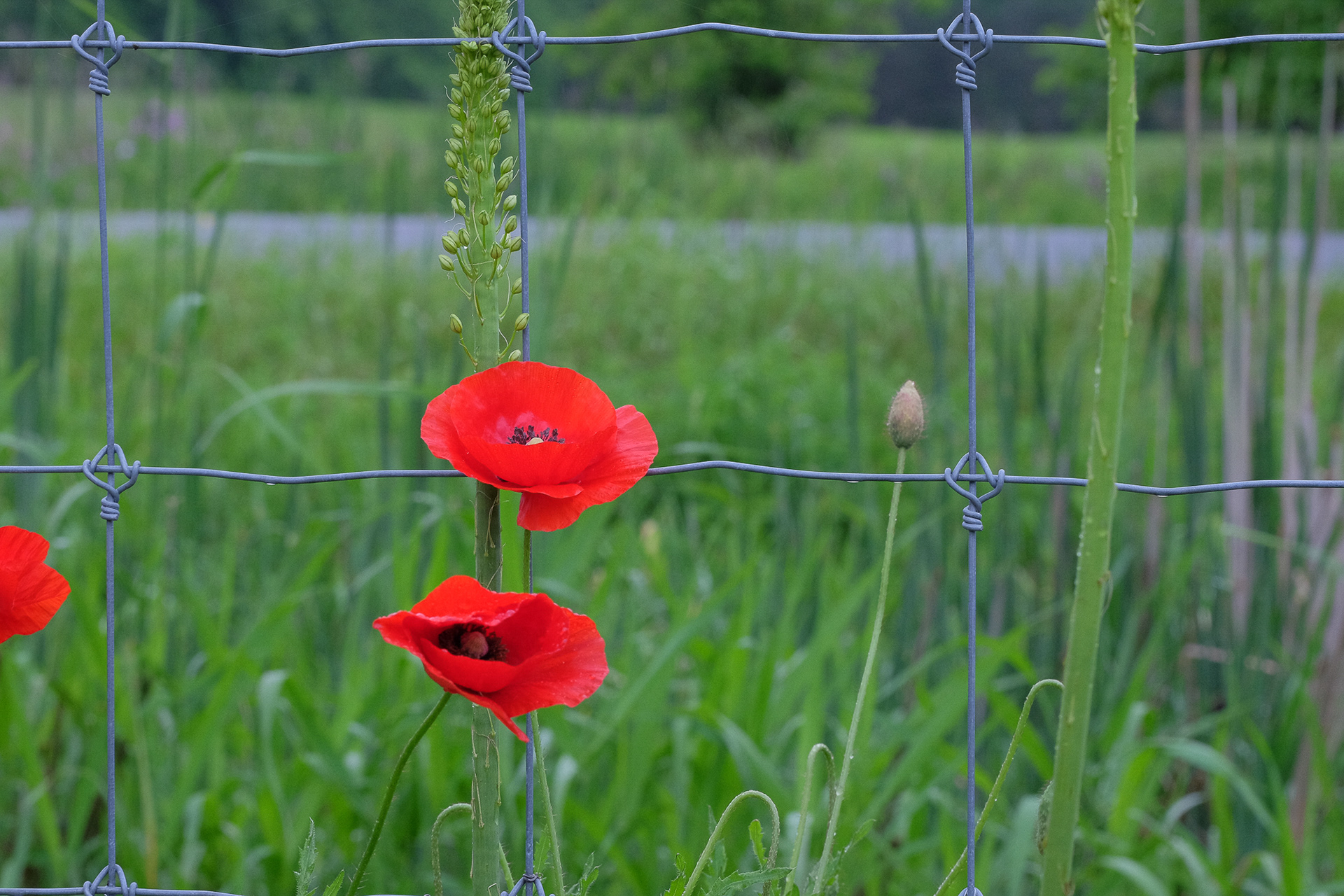 poppy