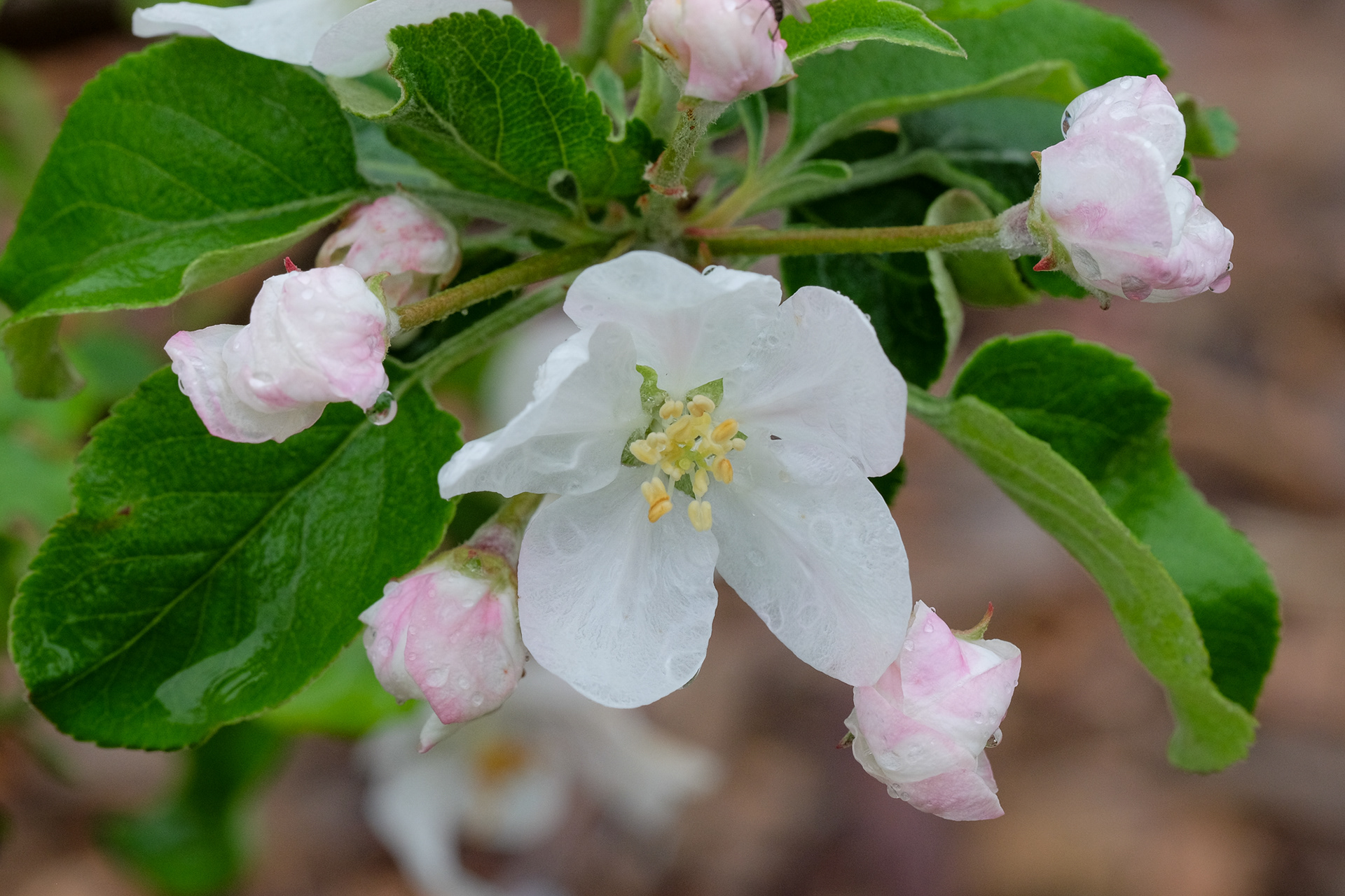 apple