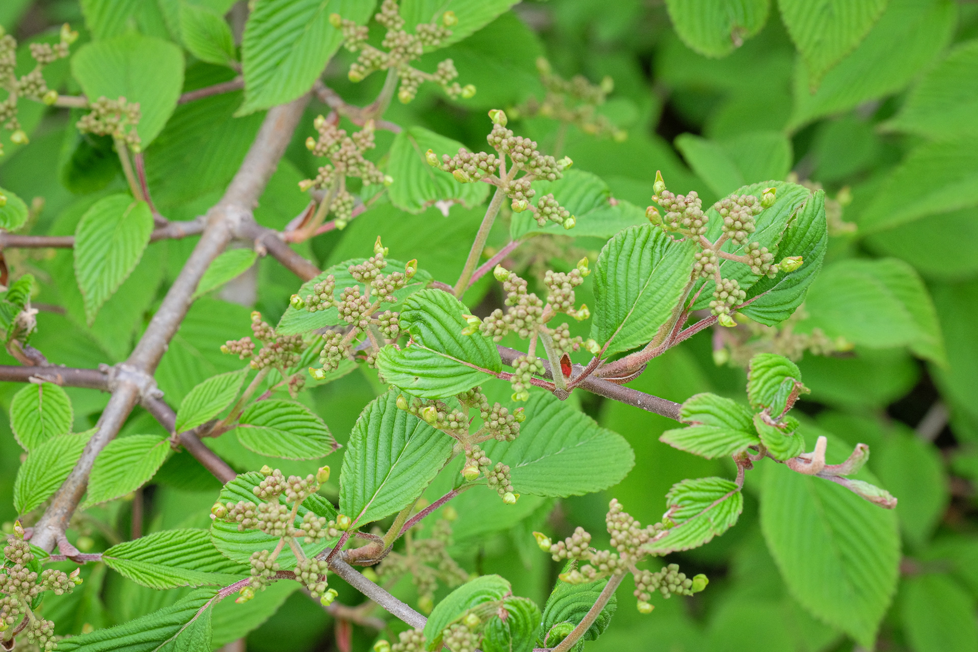 viburnum Doublefile