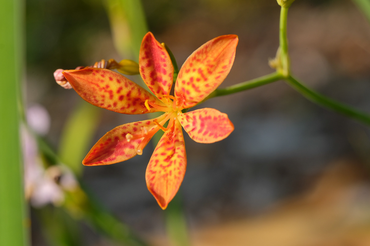 iris domestica