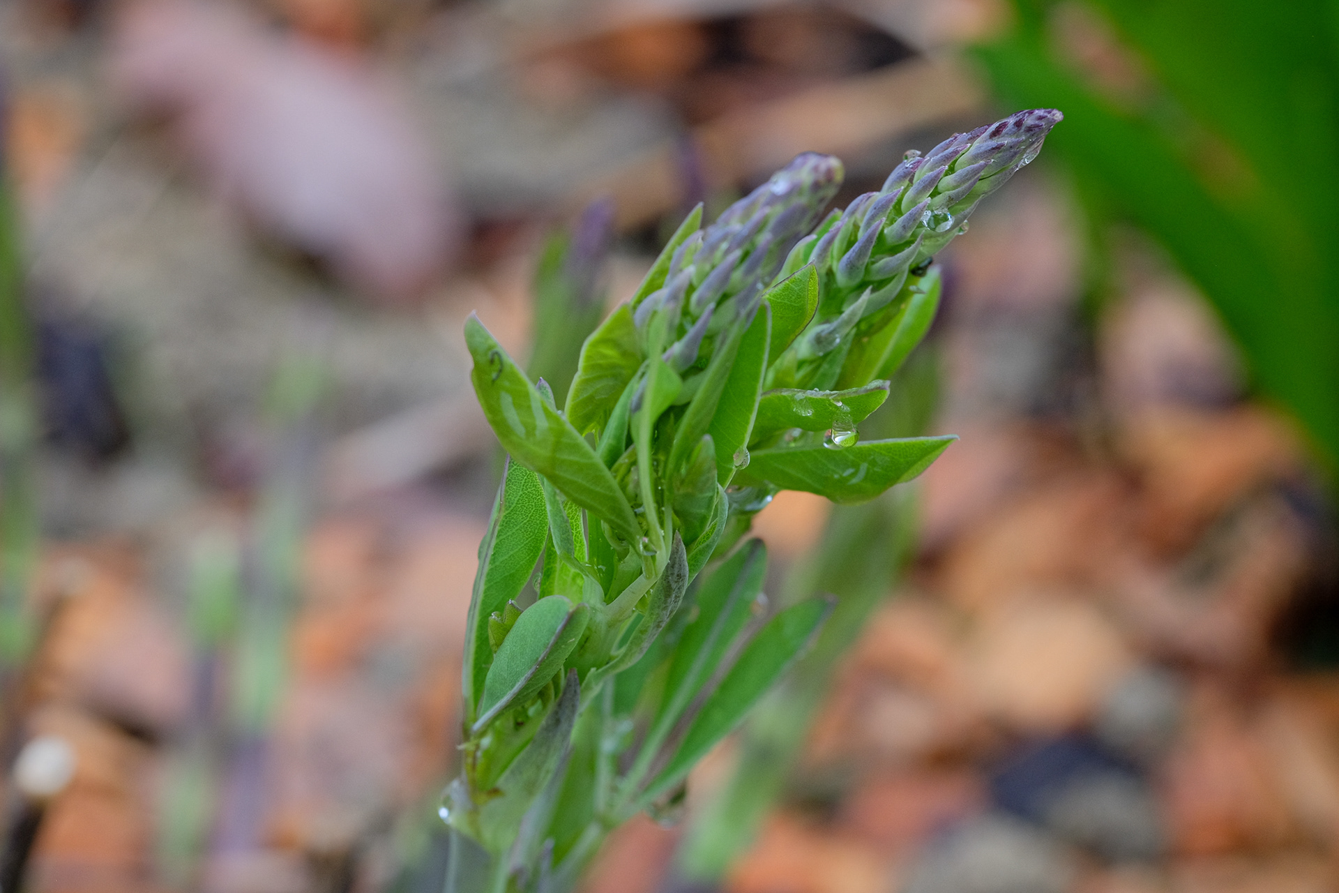 amsonia