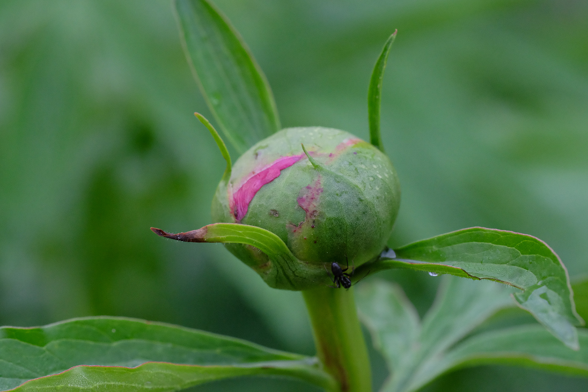 peony 'Abalone Pearl'
