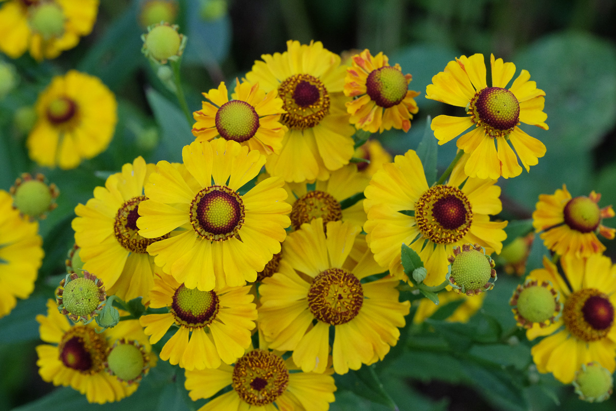 helenium autumnale