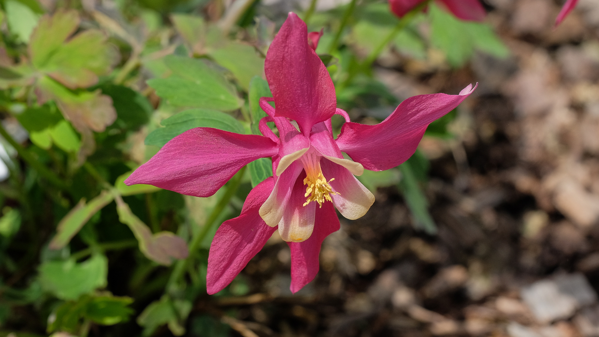 Swan Red & White Columbine
