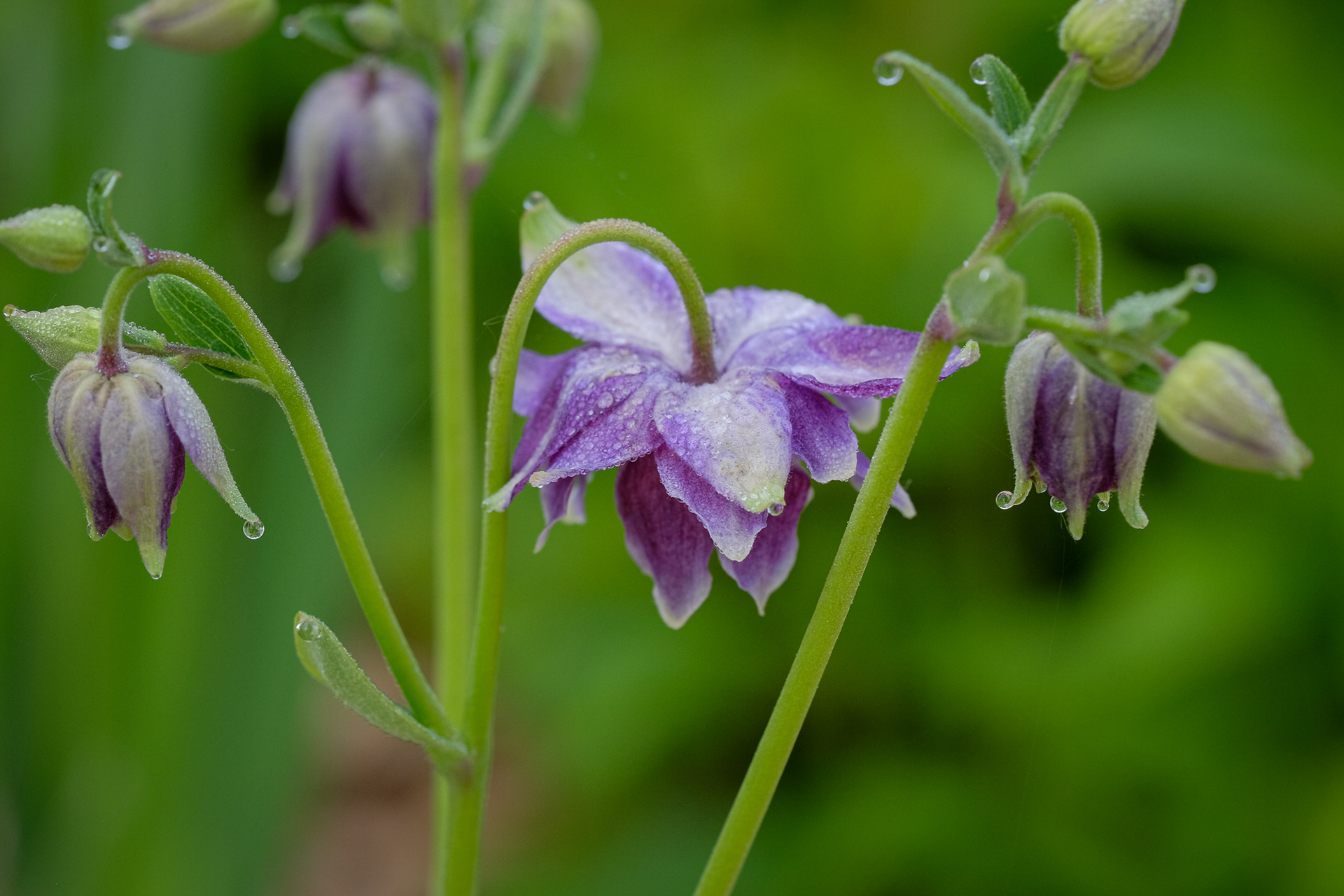 columbine barlow mix