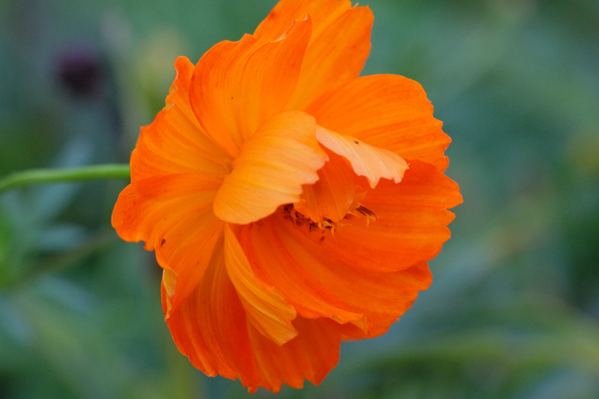 sulphur cosmos