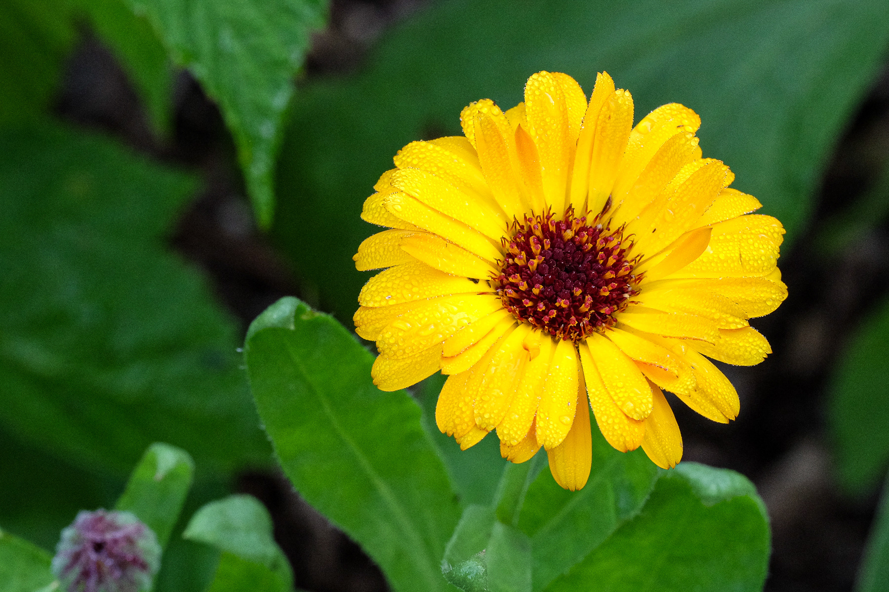 calendula