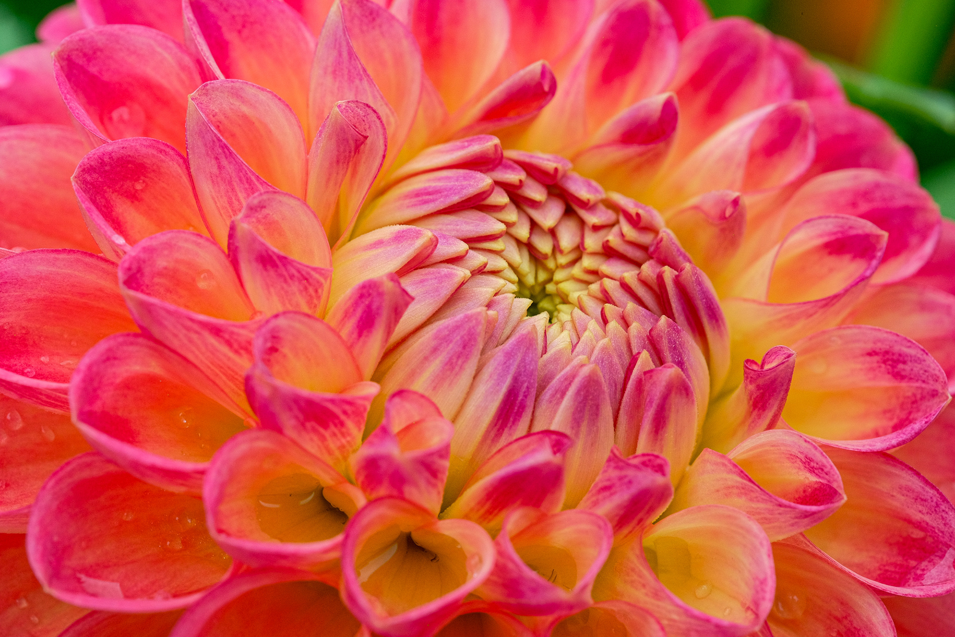 dahlia