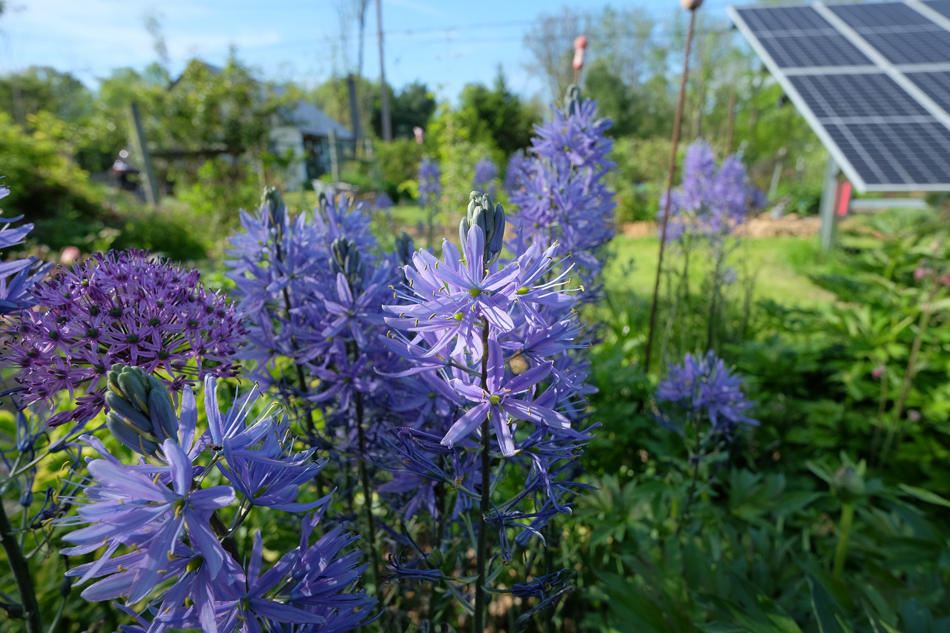 Camassia leichtlinii Caerulea