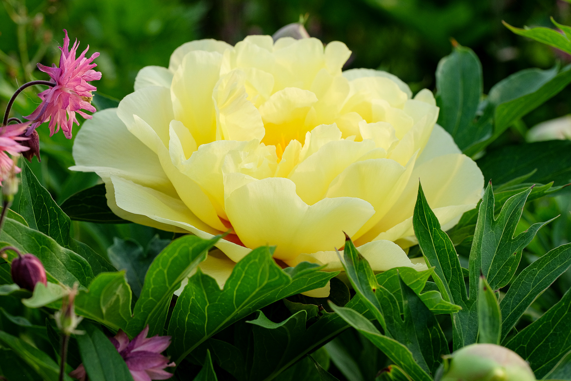 itoh peony 'Bartzella'