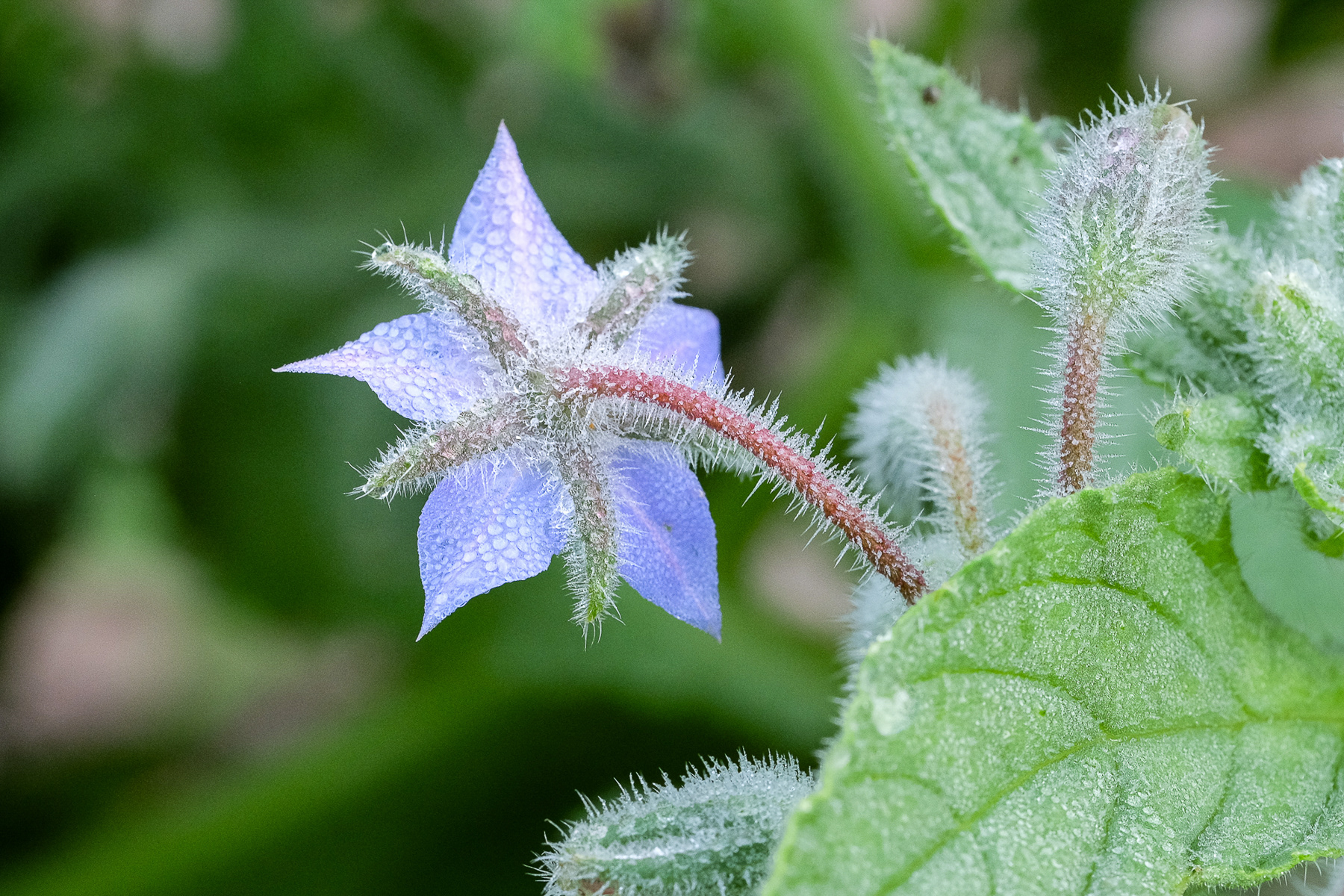 borage