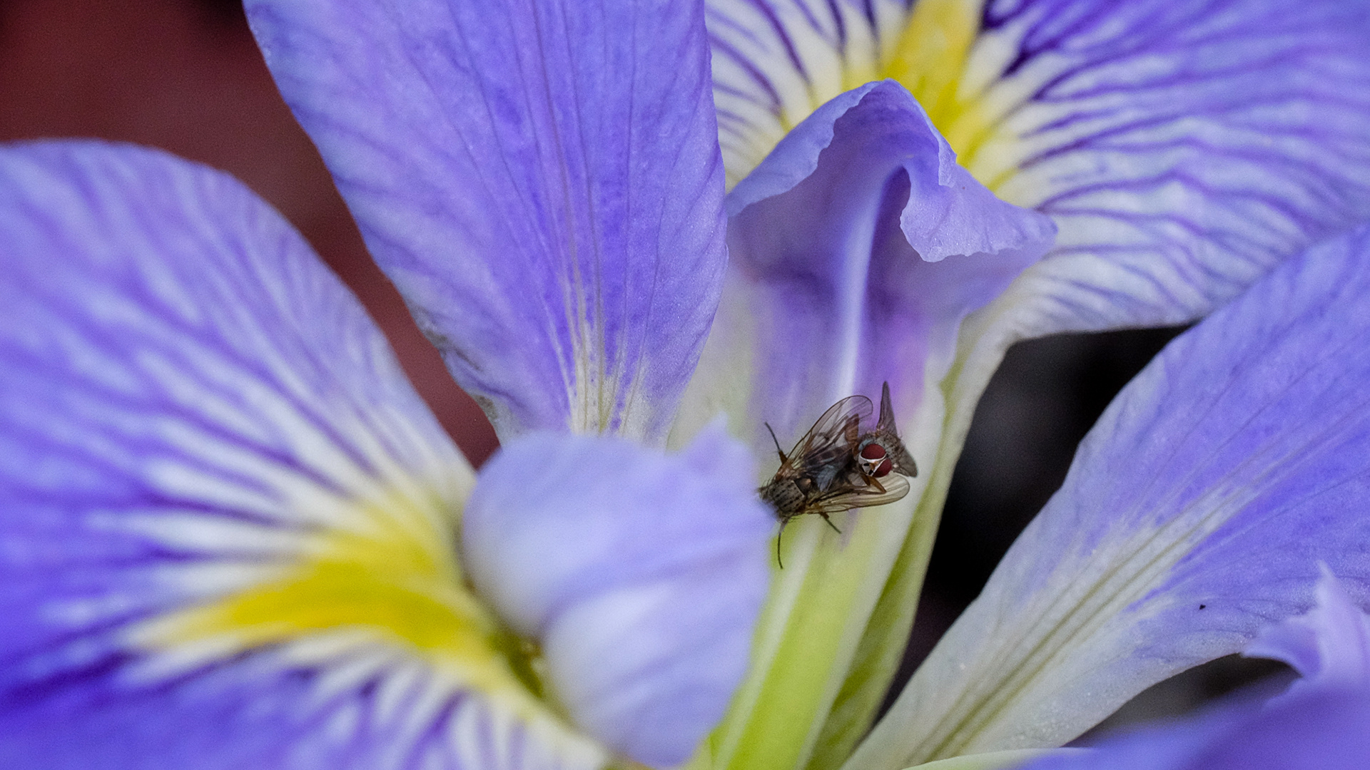 orthacheta bud fly on iris brevicaulis