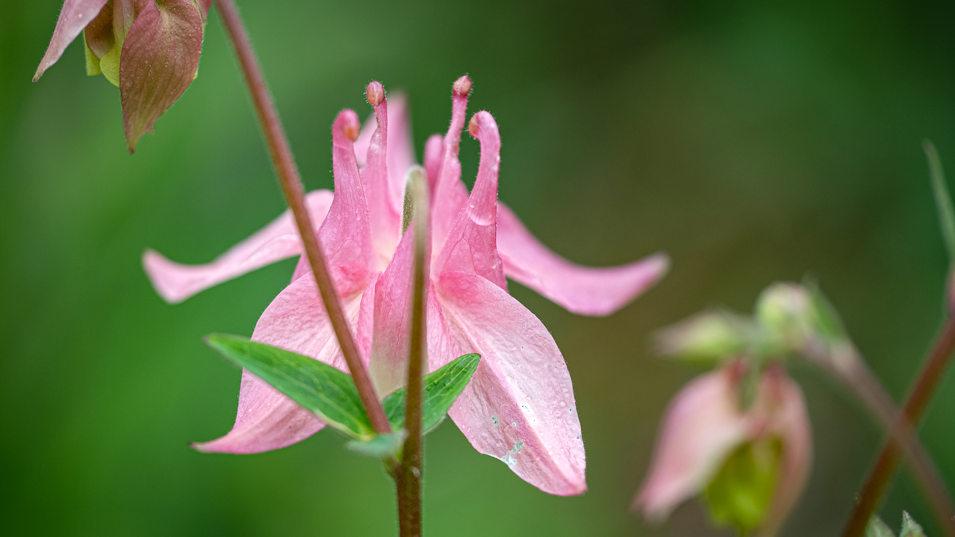 aquilegia, columbine