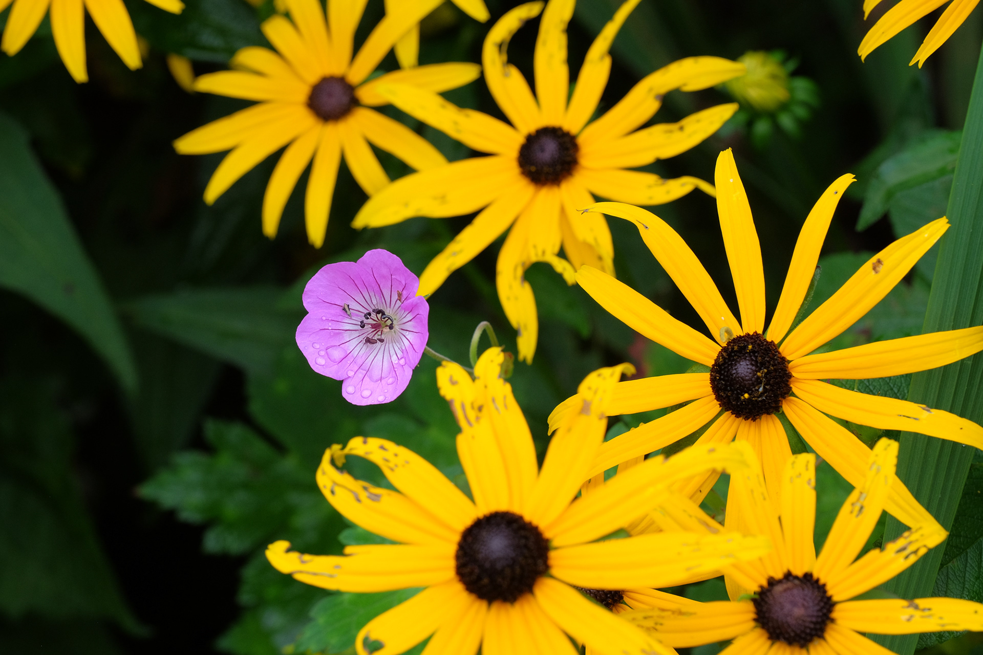 rudbeckia and geranium