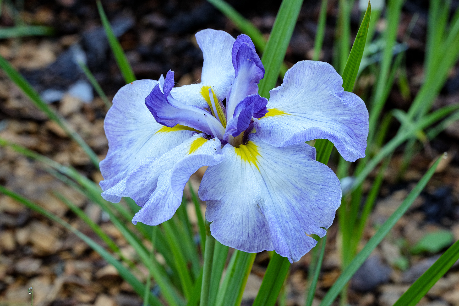 'Cascade Crest' (J. Terry Aitken, R. 1988)