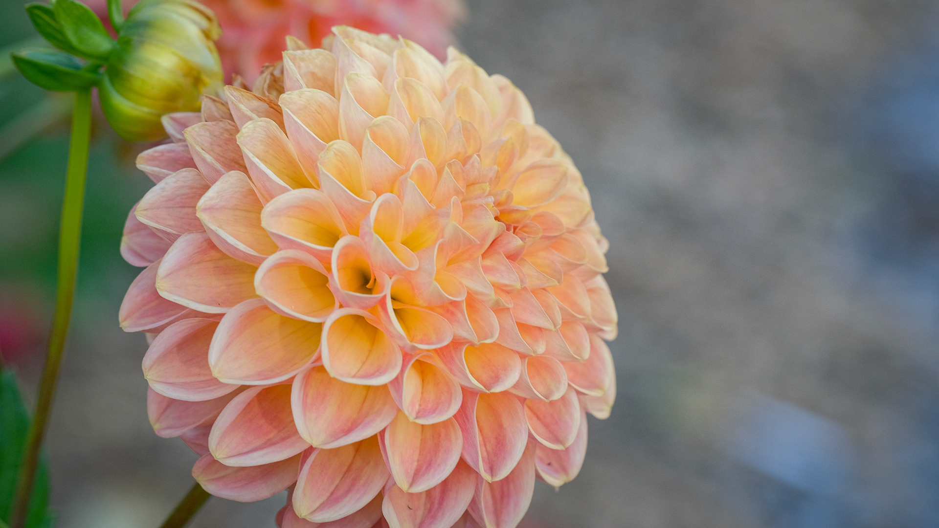dahlia