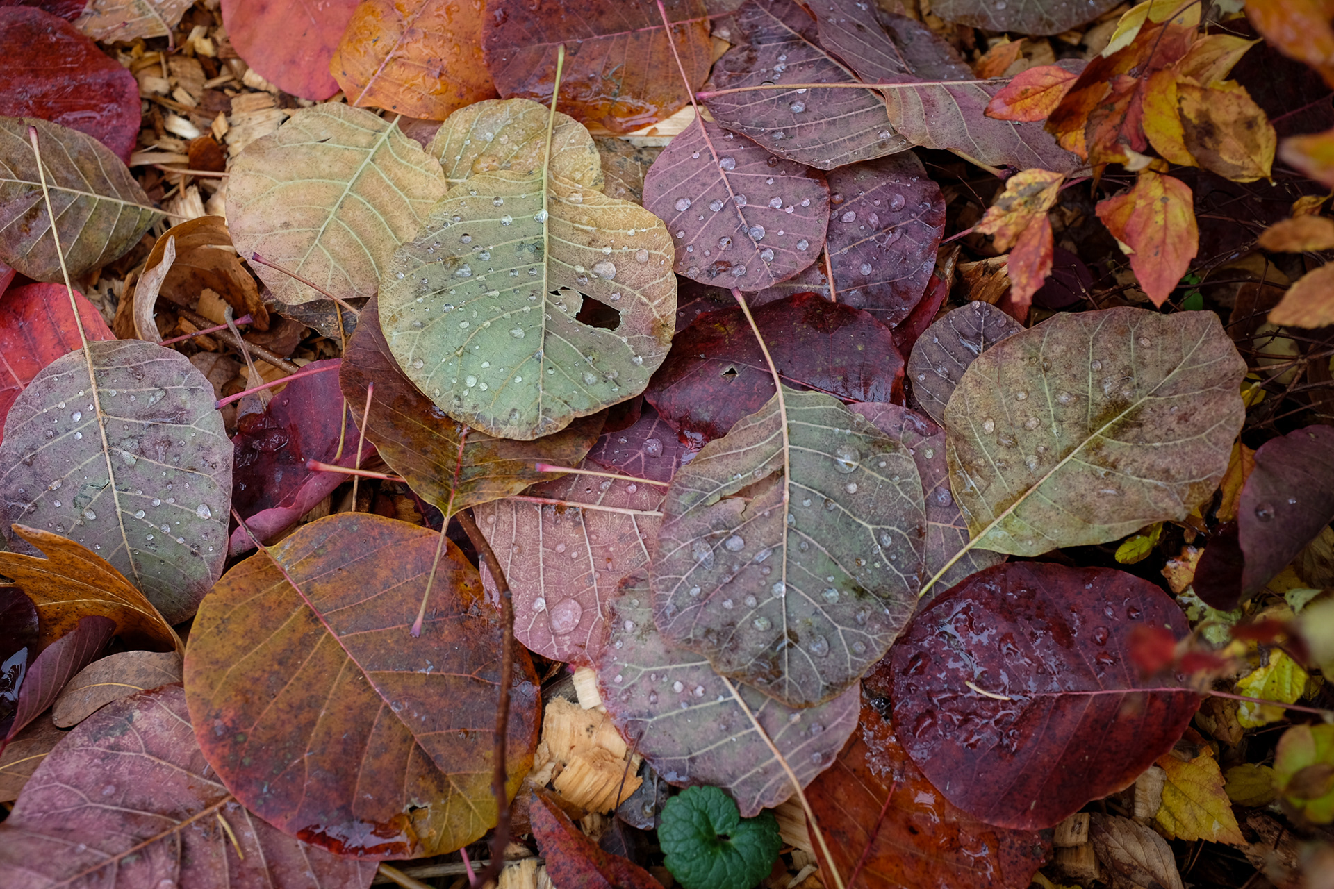 Purple Smokebush, Cotinus coggygria 'Royal Purple'