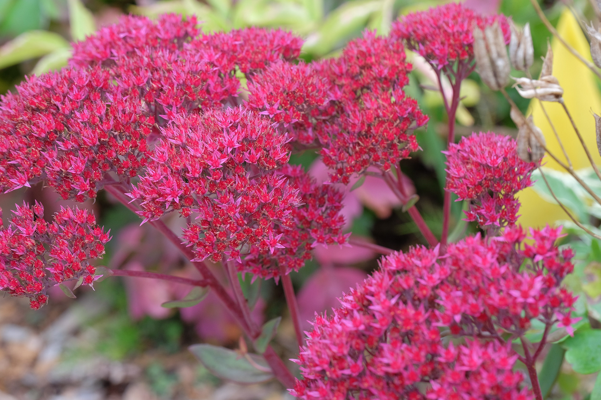 sedum 'T-Rex'