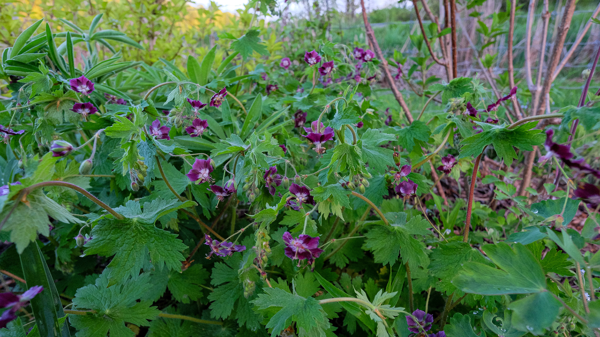 geranium 'phaeum'
