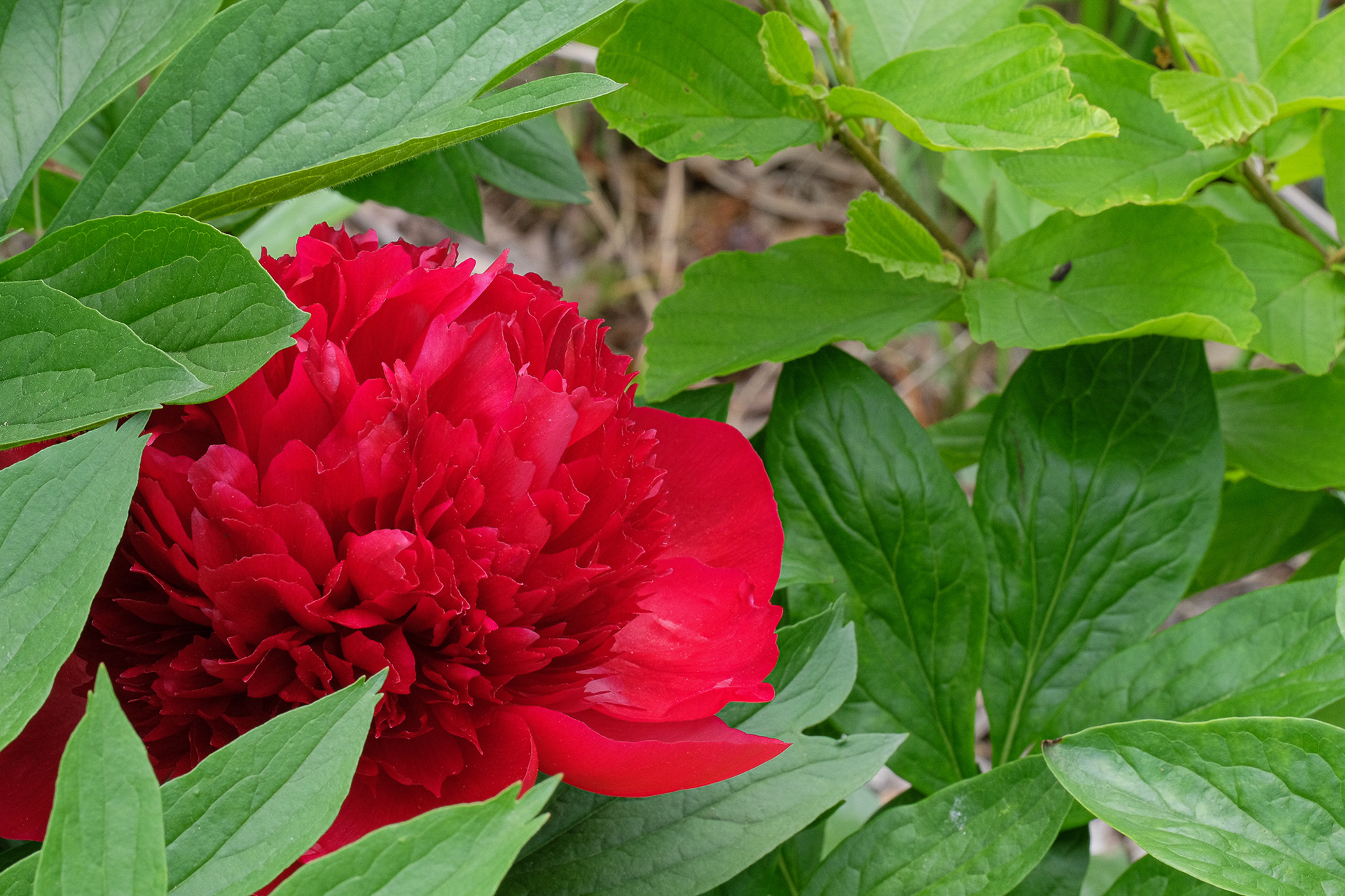 peony 'Red Charm'