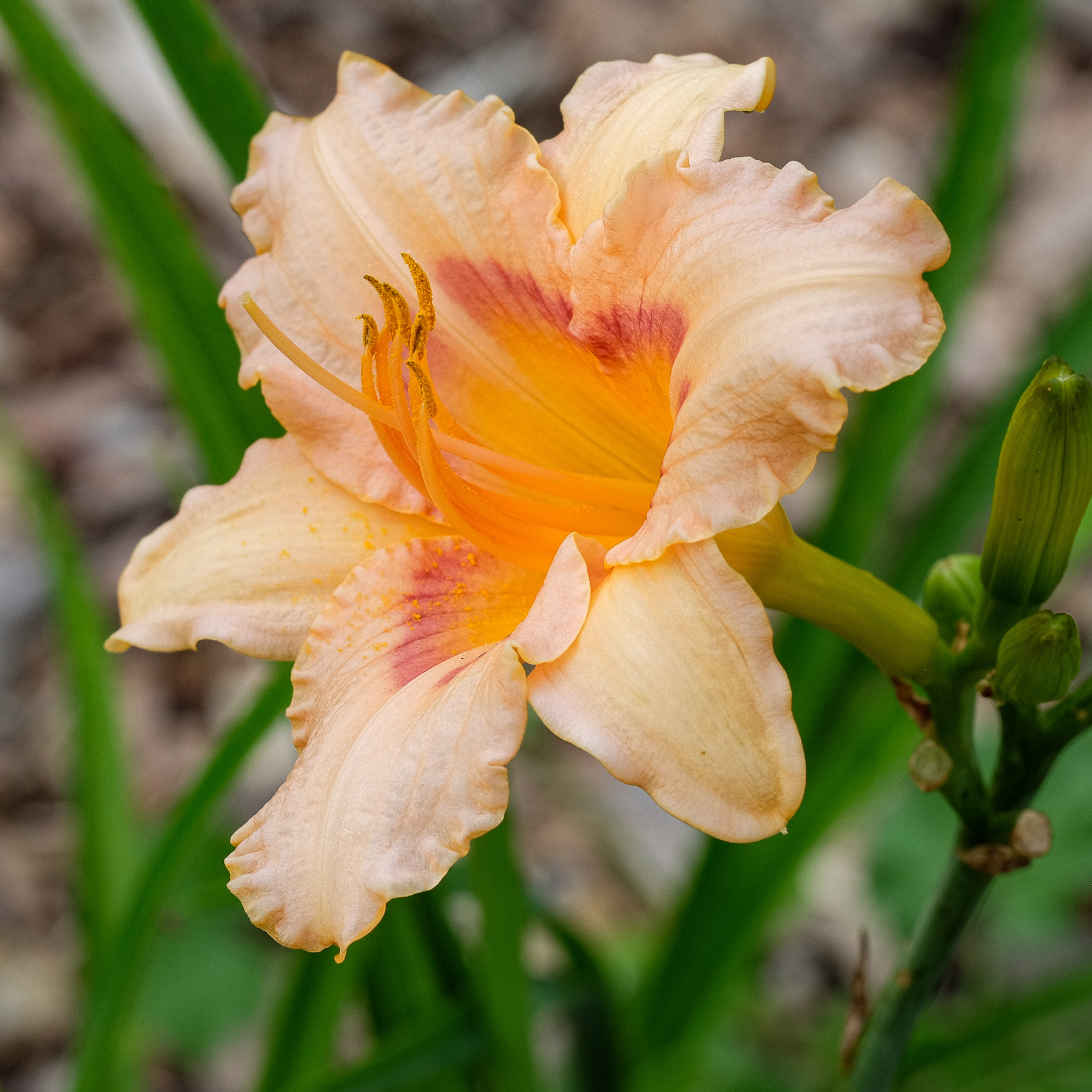 hemerocallis NOID